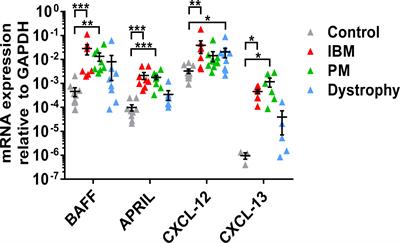 Skeletal muscle fibers produce B-cell stimulatory factors in chronic myositis